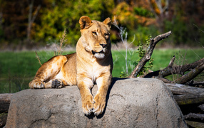 Большая львица лежит на камне в зоопарке