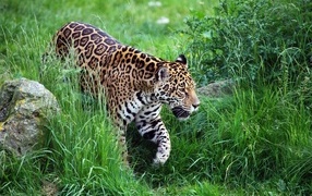 Big spotted leopard walking on green grass