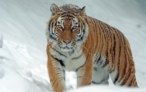 Big striped tiger walking in the snow