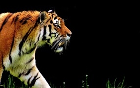 Большой тигр на черном фоне 