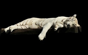 Big white tiger sleeps on a black background