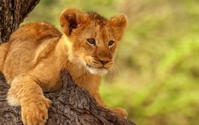 Little frightened lion cub on a tree