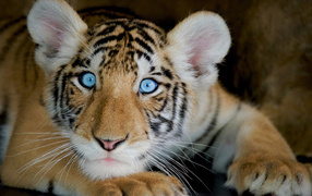 Маленький тигренок с голубыми глазами