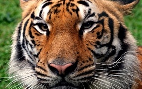 Serious face of a striped tiger