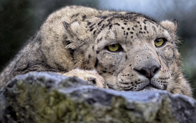 Snow leopard resting on a stone