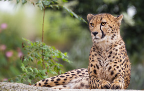 Spotted cheetah lies on a stone