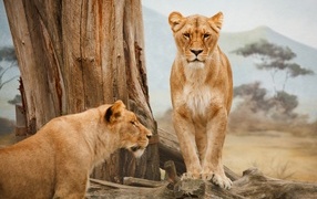 Two large lionesses near a dry tree