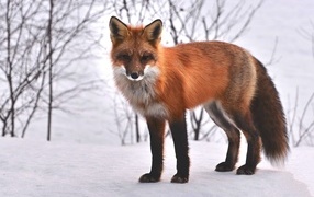 Beautiful fluffy red fox in a snowy forest