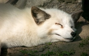 Красивая белая лиса спит на земле