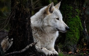 Большой серый волк лежит в  лесу у деревьев