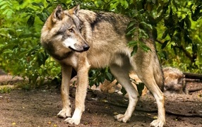 Big gray wolf stands under a tree