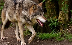 Большой серый волк идет по лесу