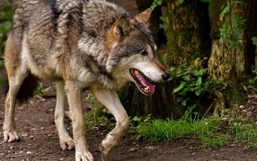 Big gray wolf walking through the forest