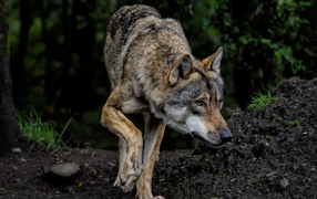 Large predatory timber wolf