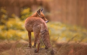 Rear view of a red fox