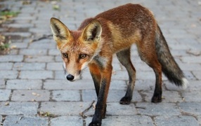 Skinny red fox on the road in the city