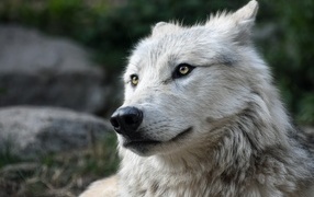 Белый волк с большим черным носом 