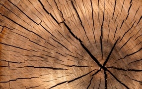 Спил дерева для фона