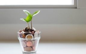 Money tree with coins in a glass