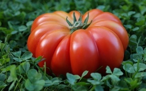 A huge red tomato lies on the green grass