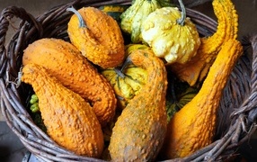 Много тыквы лежит в корзине осенью 