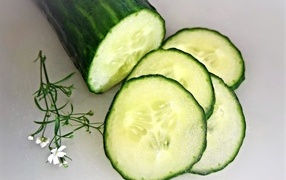 Большой свежий зеленый огурец на сером фоне