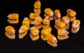 Зерна кукурузы на черном фоне