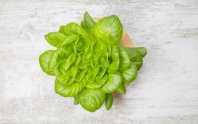 Свежий базилик на сером столе