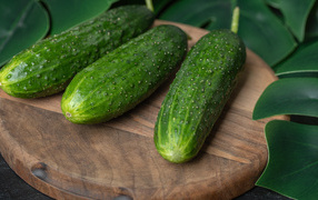 Fresh green cucumbers on a wooden board