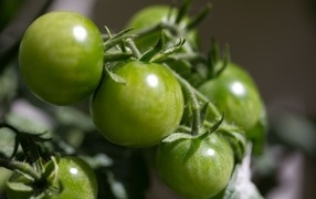Зеленые помидоры на ветке