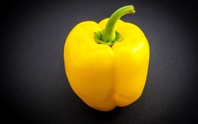 Large yellow sweet pepper on a gray background