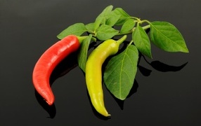 Красный и зеленый острый перец на ветке с листьями