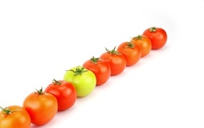 Row of tomatoes on a white background