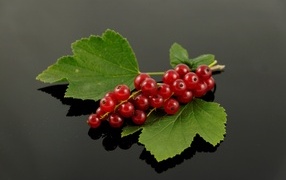 A bunch of red currants with green leaves on a gray background