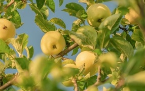 Яблоки белый налив на ветках дерева в листьях