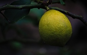 Большой лимон спеет на дереве