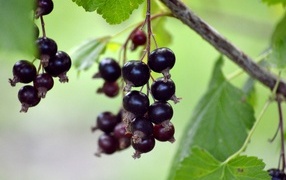 Black currant berries on branches