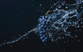 Гроздь синего винограда в воде на черном фоне
