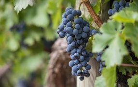Гроздь синего винного винограда 