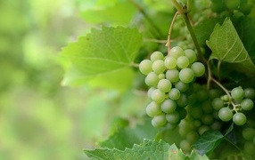 Гроздья зеленого винограда в листьях