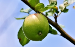 Зеленое яблоко на ветке дерева