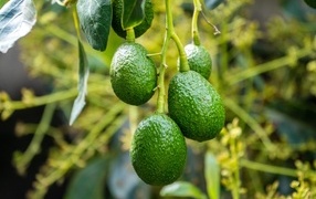 Green avocado hanging on a branch