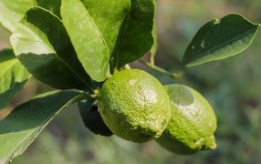 Зеленые лаймы на ветке с листьями