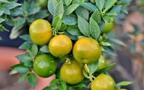 Зеленые мандарины на ветке 