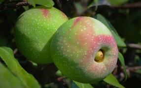 Большие крупные яблоки на ветке дерева