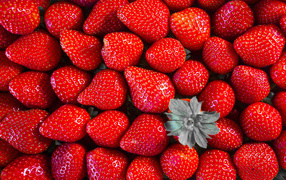 Крупная красная ароматная клубника