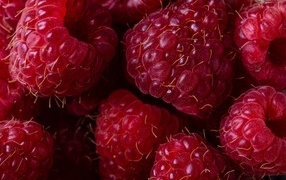 Large ripe red raspberry