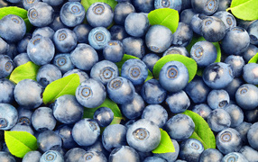 Lots of ripe blue blueberries close up