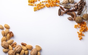 Орехи и ветки для фона