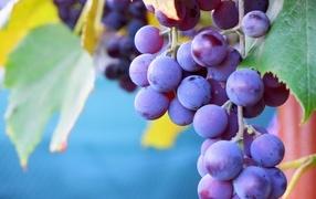 Розовый сладкий виноград крупным планом